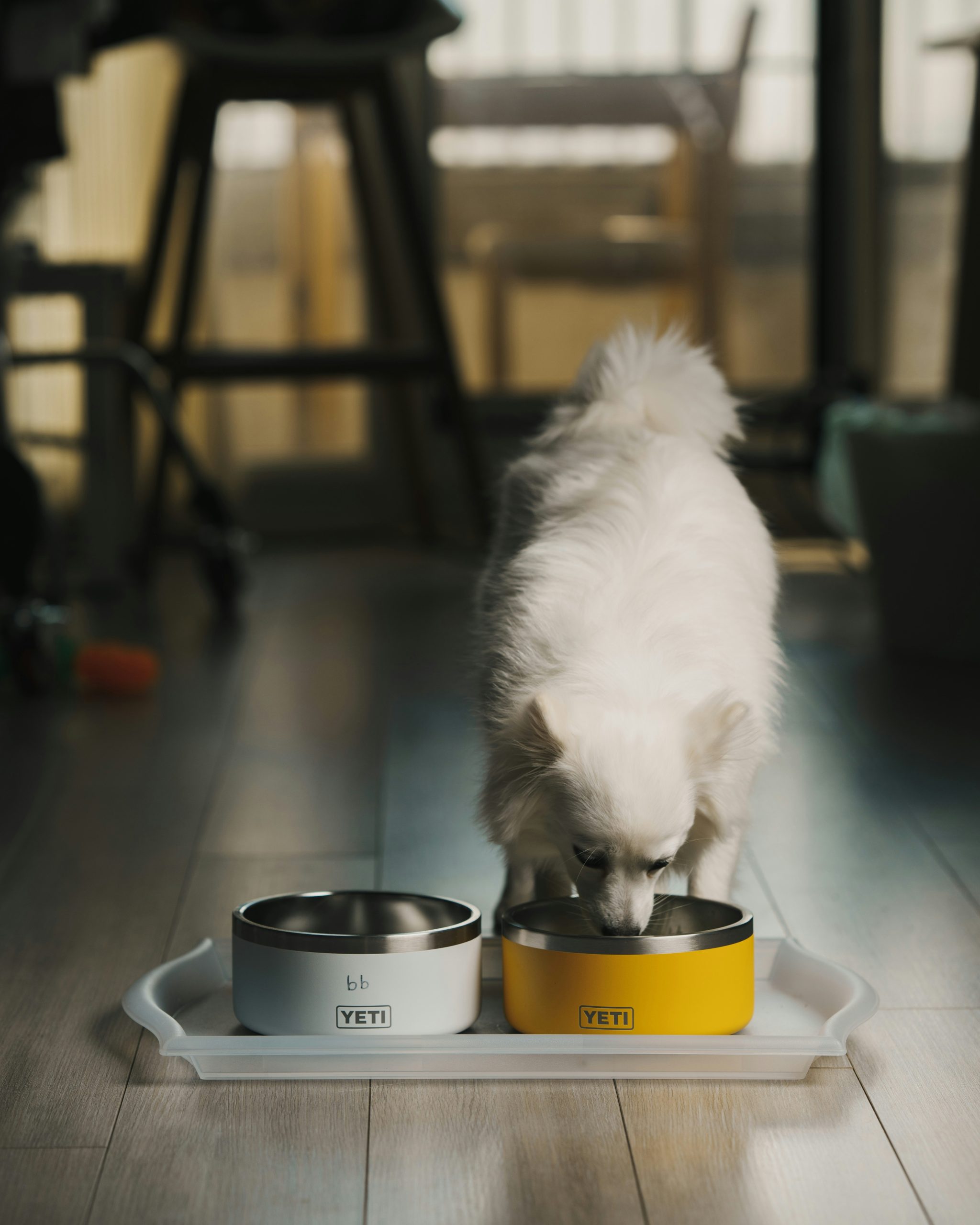 Dog eating from a bowl in the kitchen